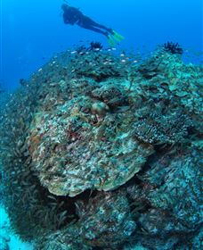 Maori Wrasse Bommie Dive Site - Accommodation Southport 2