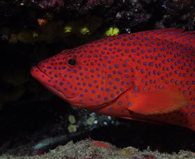 Maori Wrasse Bommie Dive Site - Accommodation Southport 0