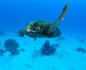 Maori Wrasse Bommie Dive Site - Accommodation Southport 3