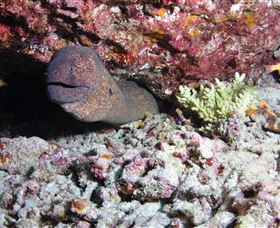 Anchor Bommie Dive Site - Southport Accommodation 1