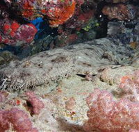 Lighthouse Bommies Dive Site - Accommodation Southport