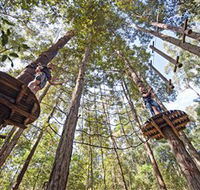 TreeTop Adventure Park Central Coast - Accommodation Southport