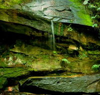 Strickland State Forest - Southport Accommodation