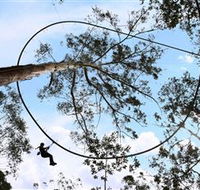 TreeTops Crazy Rider