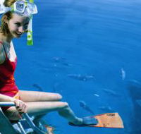 Roy Rufus Artificial Reef Dive Site - Accommodation Southport