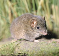 Munmorah State Conservation Area - Accommodation Southport