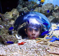Sea Life Sunshine Coast - Accommodation Southport