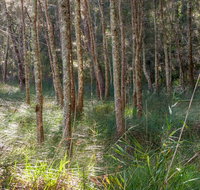 Anabranch loop track - Southport Accommodation