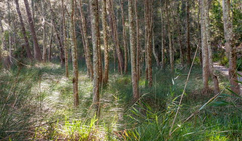Anabranch Loop Track - Southport Accommodation 0