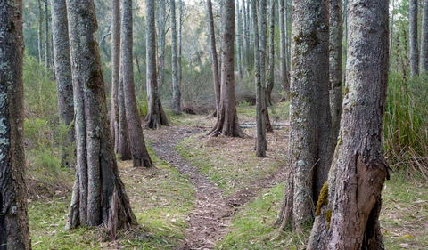 Anabranch Loop Track - Southport Accommodation 1