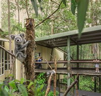 Daisy Hill Koala Centre - Accommodation Southport