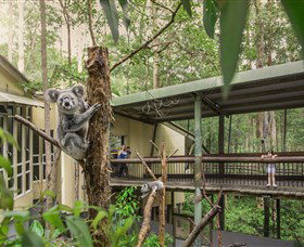 Daisy Hill Koala Centre - Accommodation Southport 0