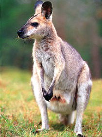 Venman Bushland National Park - Southport Accommodation 0