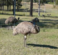 Glen Ian Ostrich and Emu Farm - Accommodation Southport