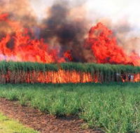 Reeves Family Sugar Cane Farm - Southport Accommodation