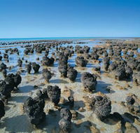 Hamelin Pool Stromatolites - Accommodation Southport