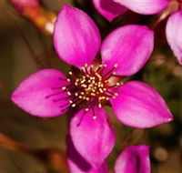 Flora - Accommodation Southport