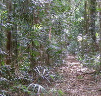 Big Scrub loop walking track - Southport Accommodation
