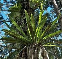 Whian Whian State Conservation Area - Southport Accommodation