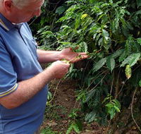 Wombah Coffee Plantation - Southport Accommodation