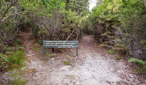 Angophora Grove Walking Track - Southport Accommodation 0