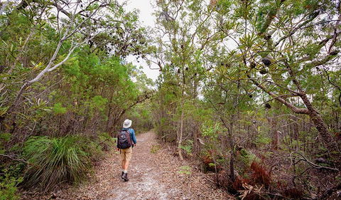 Angophora Grove Walking Track - Southport Accommodation 1