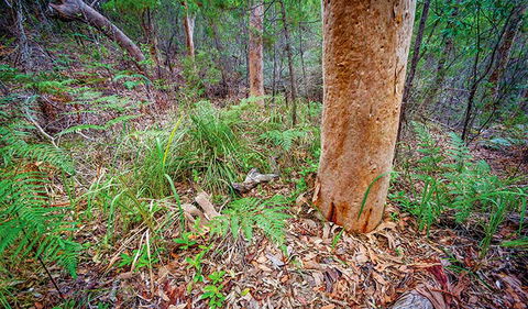 Angophora Grove Walking Track - Southport Accommodation 2
