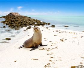 Abrolhos Islands - Southport Accommodation 2