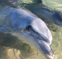 Dolphins of Monkey Mia - Southport Accommodation