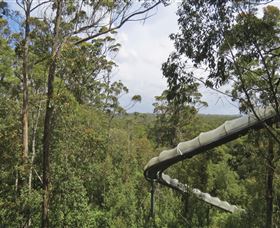 Tarkine Forest Adventures - Dismal Swamp - Accommodation Southport 1