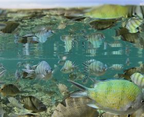 Blowholes And Point Quobba - Southport Accommodation 2