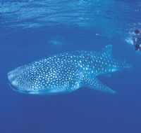 Ningaloo Reef - Accommodation Southport