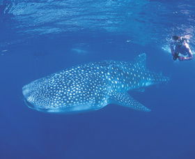 Ningaloo Reef - Southport Accommodation 0