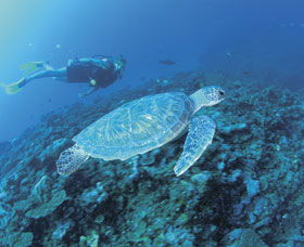 Ningaloo Reef - Southport Accommodation 1