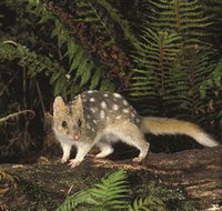 Tarkine Forest Reserve - Southport Accommodation