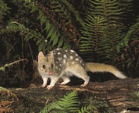 Tarkine Forest Reserve - Southport Accommodation 0