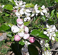 Avro Park Orchards - Southport Accommodation