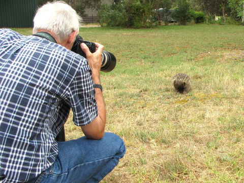 Echidna Walkabout Nature Tours - Southport Accommodation 5
