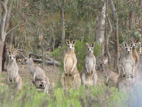 Echidna Walkabout Nature Tours - Southport Accommodation 15