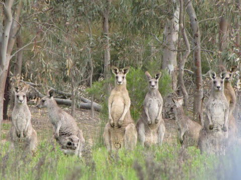 Echidna Walkabout Nature Tours - Southport Accommodation 18