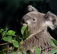 Koala Transfers - Southport Accommodation