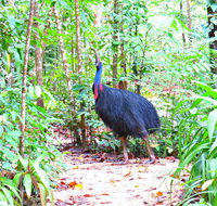 Daintree Safaris - Accommodation Southport