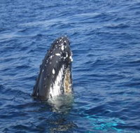 Jervis Bay Whales - Southport Accommodation