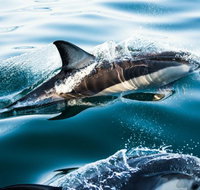 Dolphin Swim Australia - Accommodation Southport