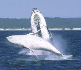 Reel Time Charters Yamba - Accommodation Southport 3