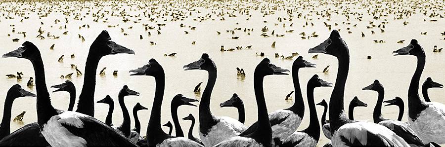 Coconut Grove NT Southport Accommodation