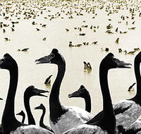 Tin Shed Art Gallery - Southport Accommodation