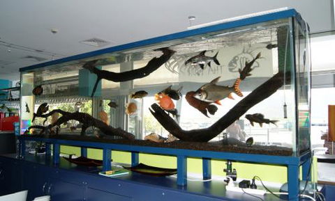 Aquariums In Cairns - Southport Accommodation 2