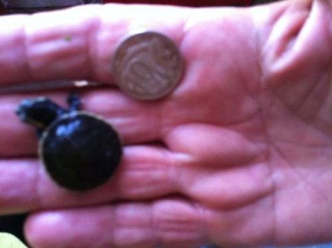 Hurley’s Aquariums - Accommodation Southport 0