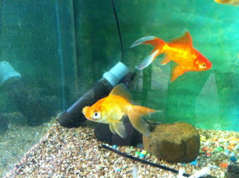 Hurley’s Aquariums - Accommodation Southport 2